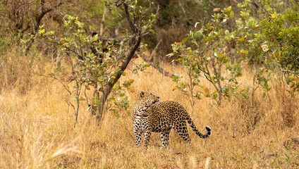 Leopard, Panthera pardus, Female leopard standing in tall, dry grass looking over her shoulder.