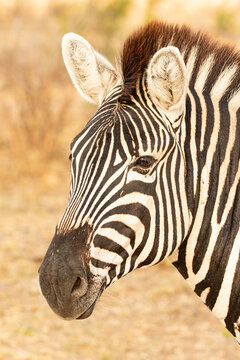 Zebra, Equus quagga, Close-up portrait of a Plains Zebra's head and neck.