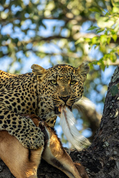 Leopard, Panthera pardus, Close-up of a leopard in a tree holding the tail of an Impala kill in its mouth.