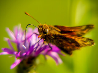 A rust-colored skipper butterfly (Ochlodes sylvanus), photographed in Tremosine.