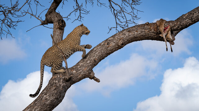 Leopard, Panthera pardus, Female leopard climbing up a tree branch to reach a hidden carcass.