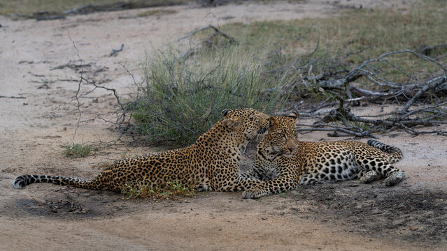 Leopard, Panthera pardus, Female leopard and her sub-adult cub lying on a dirt road, affectionately grooming.