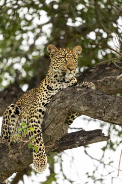 Leopard, Panthera pardus, Female leopard portrait resting on a marula tree branch.