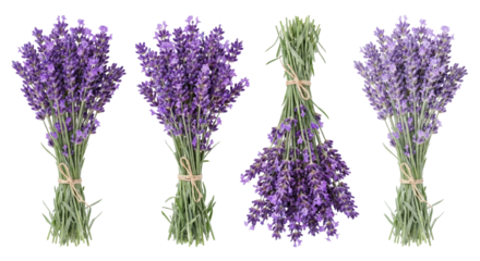 Four Bunches of Fresh Lavender Flowers Isolated on White Background