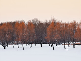 Orange and red trees in winter white city park