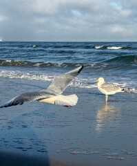 Fototapeta premium Möwen am Strand von Rügen 