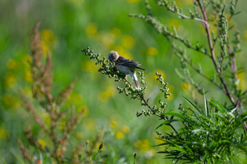 Passereau se nourrissant de graines