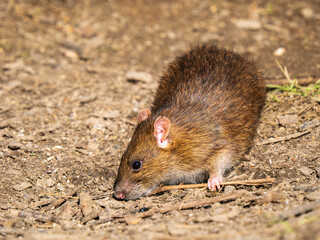 A Brown Rat Feeding on the Ground