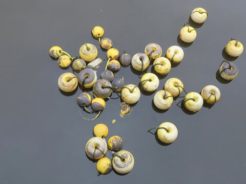 group of yellow floats in a canal