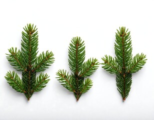 Three Spruce Sprigs on White Background - A Natural Christmas Decor.