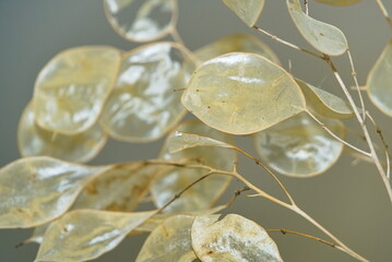 dekoratives Silberblatt - Trockenpflanze