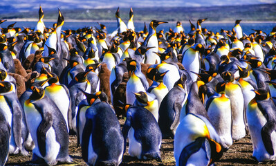 King Penguins, Aptenodytes patagonicus, in a bird colony on the Falkland islands.