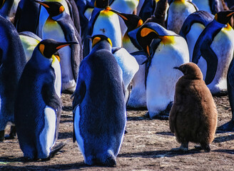 A colony of King Penguins with a chick and a few of the Penguins molting. Volunteer Point, Falkland Islands.