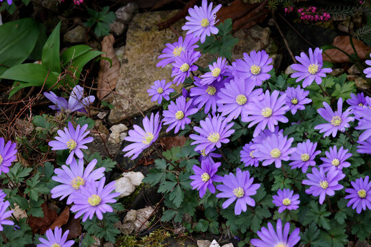  Balkan-Windr&ouml;schen (Anemone blanda) mit blauen Bl&uuml;ten 