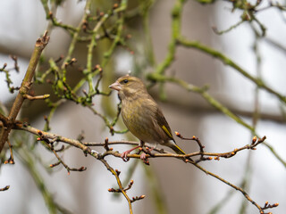 Obraz premium A Greenfinch Bird perched on a Branch