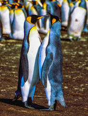 Falkland Islands, East Falkland. King penguins close-up.