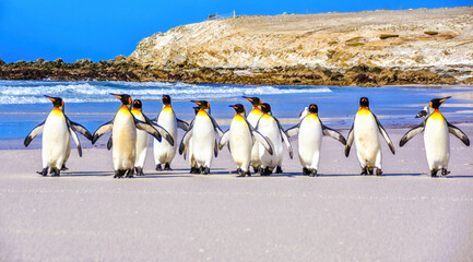 King Penquins, Aptenodytes Patagonicus, at Volunteer Point in The Falkland Islands.