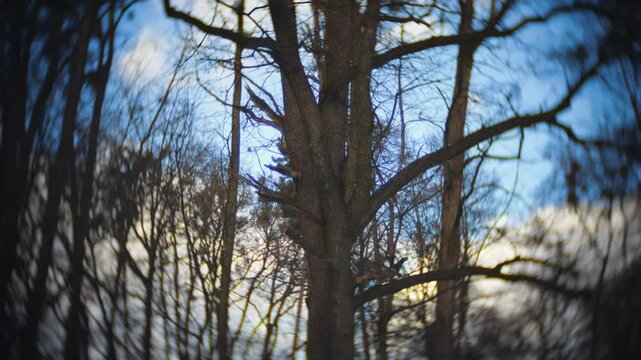 Bare tree branches with clumps of green mistletoe against a blue winter sky. Cinematic look with vignette and swirled background.
