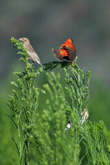 Euplecte ignicolore et travailleurs &agrave; bec rouge
