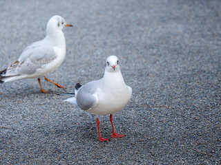 Obraz premium 地面を歩くユリカモメ