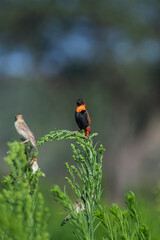 Euplecte ignicolore et travailleurs &agrave; bec rouge