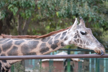 Fototapeta premium a giraffe at the zoo