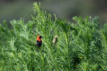Euplecte ignicolore et travailleurs &agrave; bec rouge