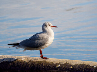 Fototapeta premium ユリカモメ