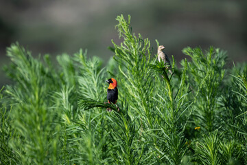 Euplecte ignicolore et travailleurs &agrave; bec rouge
