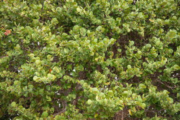 green bush wallpaper