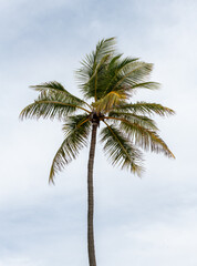 coconut palm tree