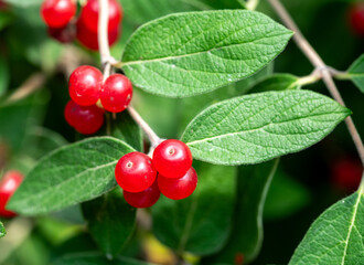 Obraz premium red berries of a currant