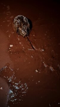 Paleozoic era limulidae crawling by the sand at night. Horseshoe crab on the shore washed by the wave. Vertical video.