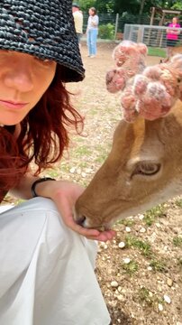 Woman in black cap is feeding a deer with deformities on his head. Feeding an animal in the contact park. Close up. Vertical video.