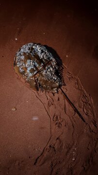 Horseshoe crab covered with shells crawls by the sandy shore at night. Marine creature close up. Vertical video.
