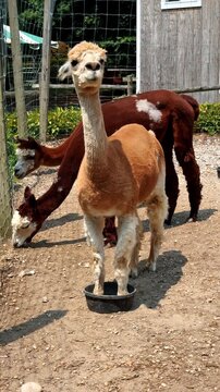 Adorable light brown and white lama stands her feet in the tub. Two dark-brown animals stand behind. Vertical video.