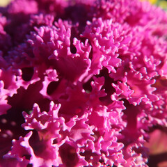 日本で冬にハボタンが紫色の葉を広げています