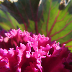 日本で冬にハボタンが紫色の葉を広げています