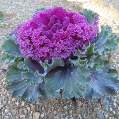日本で冬にハボタンが紫色の葉を広げています