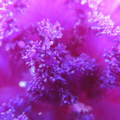 日本で冬にハボタンが紫色の葉を広げています