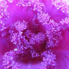 日本で冬にハボタンが紫色の葉を広げています