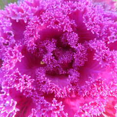 日本で冬にハボタンが紫色の葉を広げています