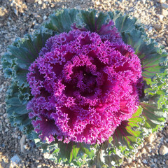 日本で冬にハボタンが紫色の葉を広げています