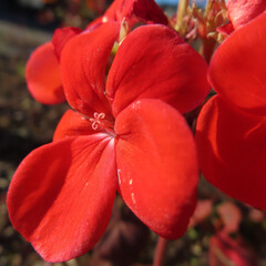 日本で冬にゼラニウムが赤い花をさかせ、葉が紅葉しています