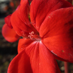 日本で冬にゼラニウムが赤い花をさかせ、葉が紅葉しています