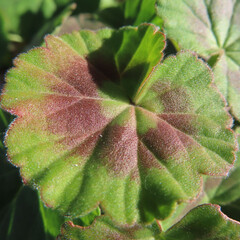 日本で冬にゼラニウムが赤い花をさかせ、葉が紅葉しています