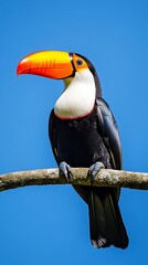 Fototapeta premium A colorful toucan perched gracefully on a branch, showcasing its striking beak against a bright blue sky. This magnificent bird is a symbol of the tropics