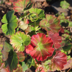 日本で冬にゼラニウムが赤い花をさかせ、葉が紅葉しています