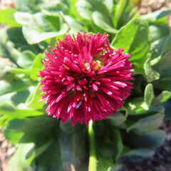 日本で冬にデイジーが赤い花を咲かせています