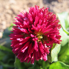 日本で冬にデイジーが赤い花を咲かせています